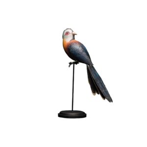 scaled feathered malkoha